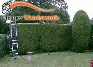 Hedge Maintenance Wandsworth